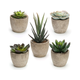 Artificial Succulent Plants Potted, Assorted Decorative Faux Succulent Potted Fake Cactus Cacti Plants with Pots, Set of 5