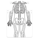 Skeleton Aprons (package of 12)