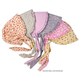 Print Bonnet - Small (assorted colors/styles)