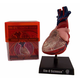 Heart Human Anatomy Model