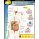 Human Body Digestive System Learning Chart