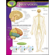 Human Body Nervous System Learning Chart