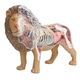 4D Vision Lion Anatomy Model