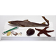 Marine Biology Dissection Specimens (Clam, Starfish, and Dogfish Shark)
