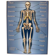 Skeleton Chart