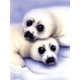 Painting By Numbers - Seal Pup (Junior Small)