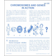 Chromosomes & Genes in Action Microslide Set
