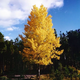 Quaking Aspen - Shade Trees - Stark Bro’s