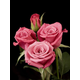 Deja Blu™ Mini-flora Rose - Roses - Stark Bro's