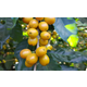 Peru Cajamarca - Wet Process - Green Coffee Beans