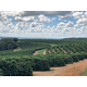Brazil Oberon Ayabas Guima Estate - Natural Process - Green Coffee Beans