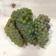 Sauvignon Blanc, Sonoma CA 2021 (Frozen Grapes, 6 Gallon Pail)