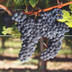 Brehm Fruit - Merlot - Pigasus Vineyard, Sonoma Mountain AVA, Sonoma Valley, CA 2020