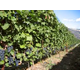 Brehm Fruit - Syrah - Garnier Vineyards, Mosier, Columbia Gorge AVA, CA 2019 (Frozen Grapes)