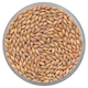 2-Row Barley Seed for Planting