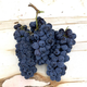 Sangiovese , Livermore Valley CA 2021 (Frozen Grapes)