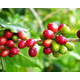 Mexico Royal Select Decaf - Decaf Process - Green Coffee Beans