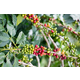 Indonesia Java - Wet Process - Green Coffee Beans