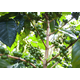 Kenya Kirinyaga - Wet Process - Green Coffee Beans