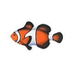 Porcelain Mosaic Reef Fish | Clown Fish | PORC-CF9-5