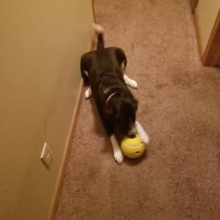 kong rewards tennis ball