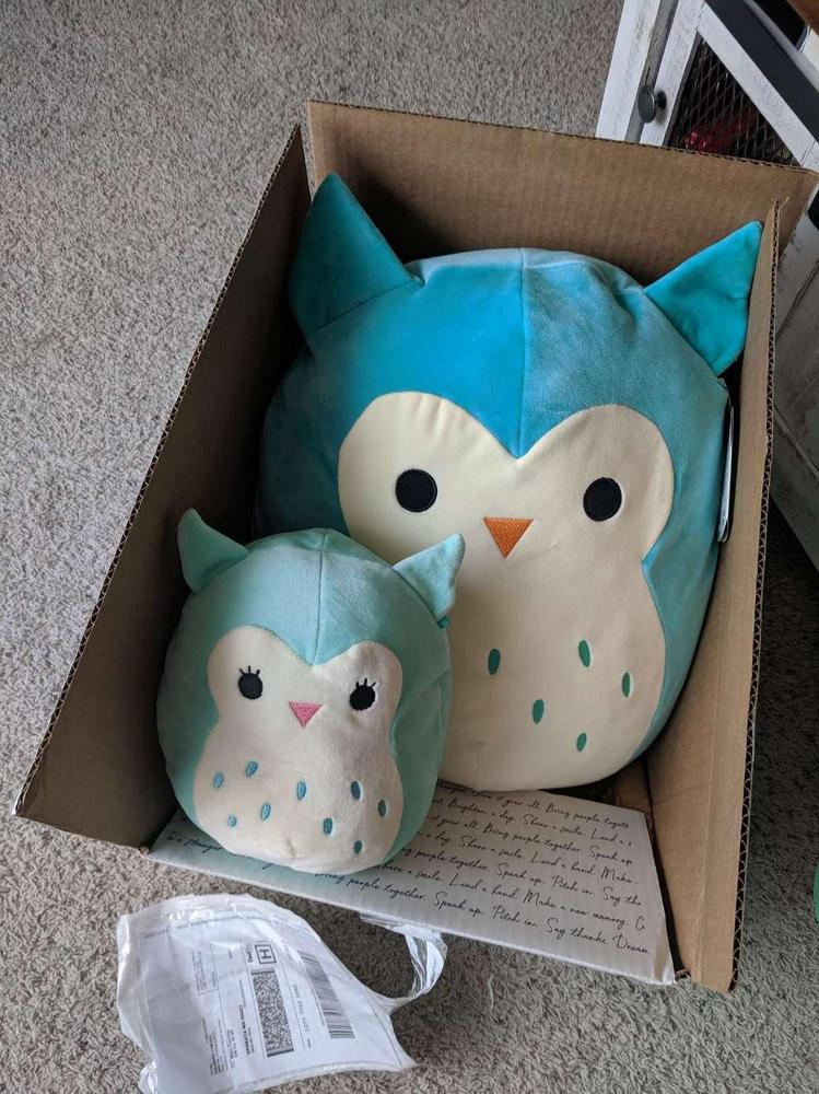 teal owl squishmallow