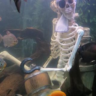 5 Ft. Posable Pirate Skeleton Halloween Decoration