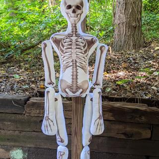 stuffed skeleton life size