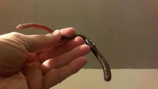 Bulk 144 Pc. Realistic Earthworms
