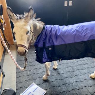 Details about  / Tough 1 600D Waterproof Poly Miniature Horse Turnout Blanket Hunter Green U-11-6