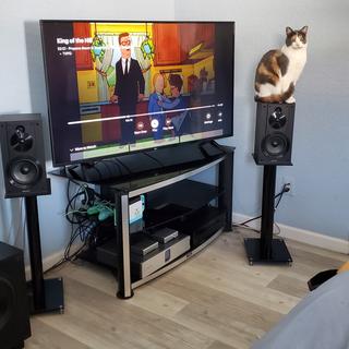 Cat and sound system using Monoprice stands and Sony Core CSS5 bookshelf speakers.