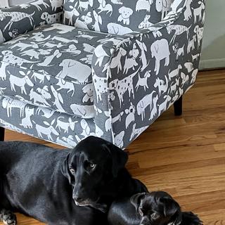 Raymour and flanigan online dog chair