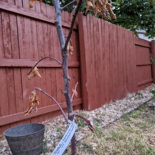 Stark® Golden Delicious Apple Tree