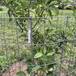 Starkspur® Golden Delicious Apple Tree