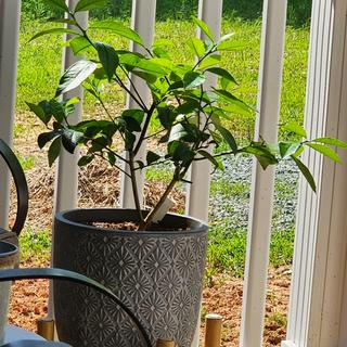 Meyer Lemon Trees - Citrus Trees - Stark Bro's