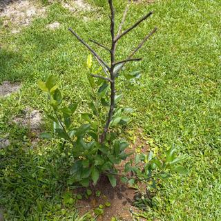 Starkspur® Golden Delicious Apple Tree