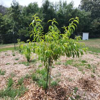 Peach Tree, 'Majestic' - DeGroot