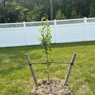 Golden Russet Bosc Pear Tree