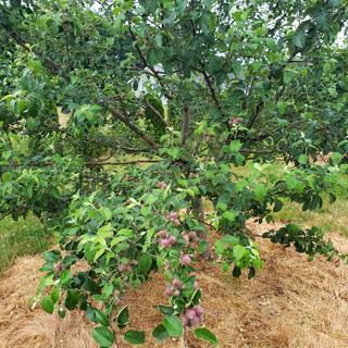 Myra Red Fuji Apple Tree