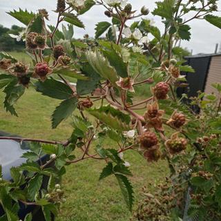 Snowbank White Blackberry Plant - Stark Bro's