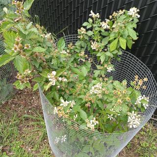 Snowbank White Blackberry Plant - Stark Bro's