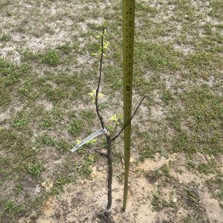 Granny Smith Apple Tree - Stark Bro's