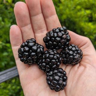 Ouachita Thornless Blackberry Plant - Stark Bro's