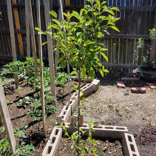 Buckeye Gala® Apple Tree - Stark Bro's