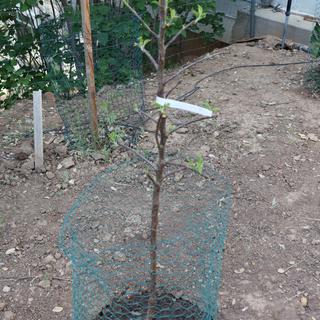 Stark® Golden Delicious Apple Tree