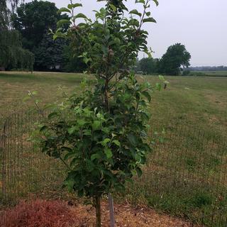 Myra Red Fuji Apple Tree