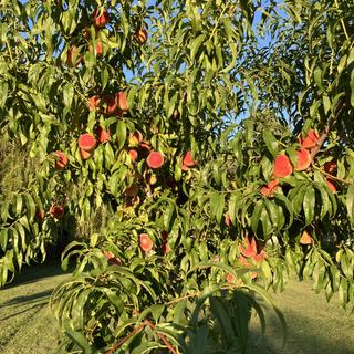 Contender Peach Tree - Stark Bro's