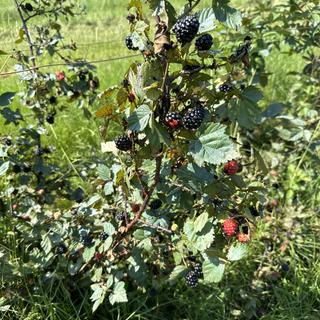Kiowa Blackberry Plant - Stark Bro's