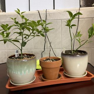 Arbequina Olive Potted Kit - Stark Bro's