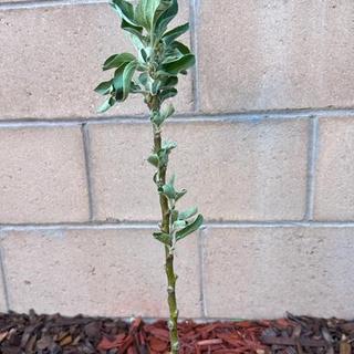 Buckeye Gala® Apple Tree - Stark Bro's